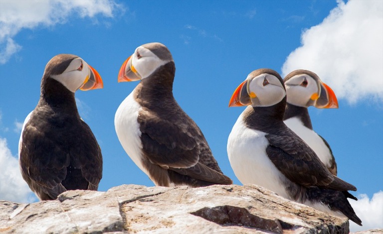 Puffins – Where to Watch in Iceland