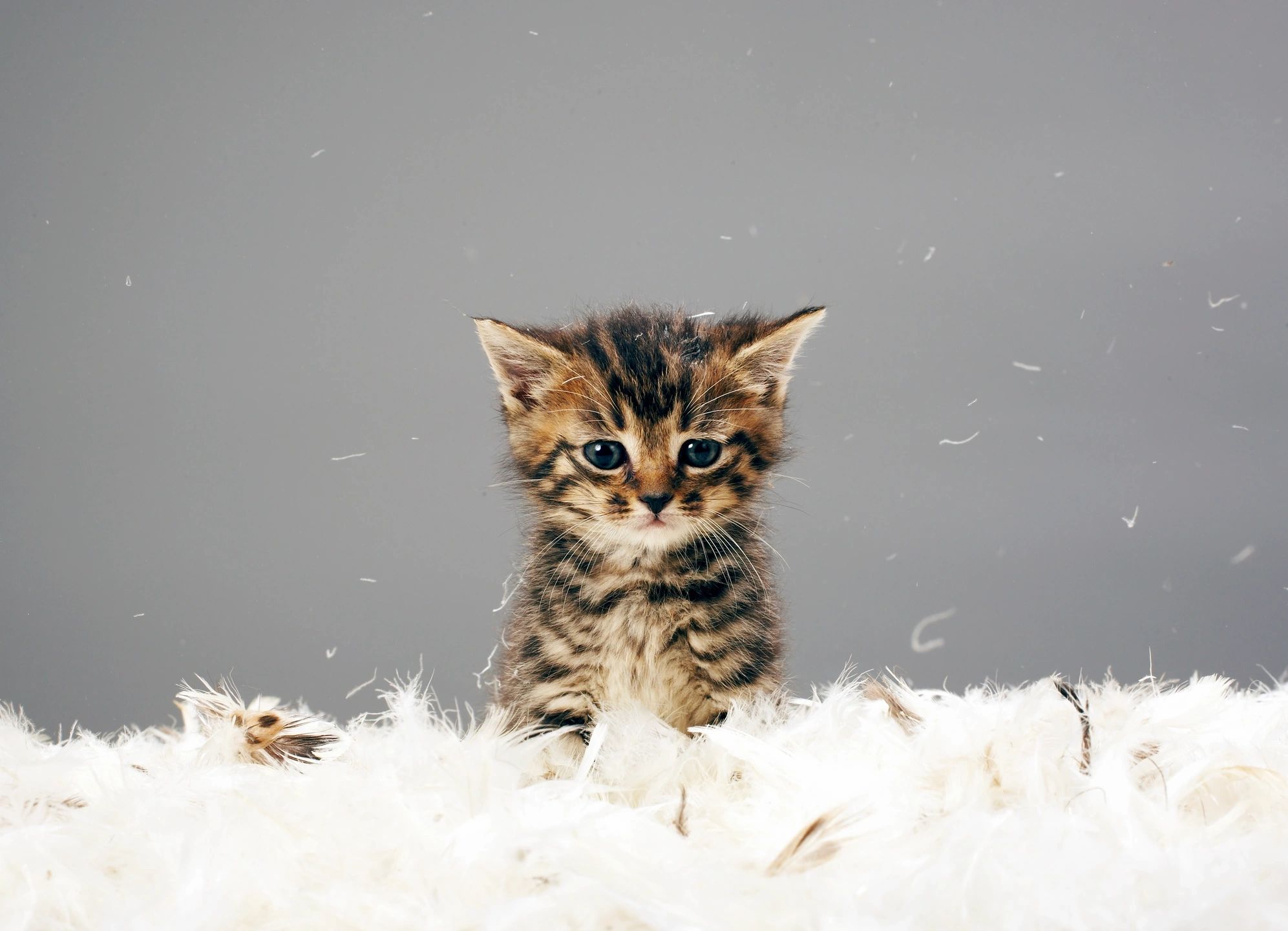 Purr-fectly Festive: How Do Cats, Kittens & Rodents Celebrate Winters?